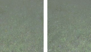 Aaron Rothman - Untitled (Meadow 1) and Untitled (Meadow 2)