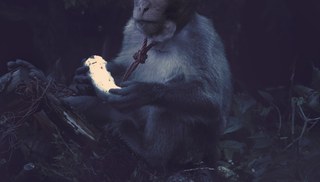 Robert Renhui ZHAO - Macaque in the midst, Expedition #3