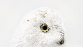 Robert Renhui ZHAO - Snowy Owl : Endangered : Cold Room