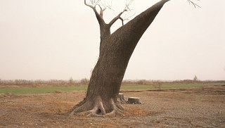 Geert Goiris - China Tree