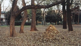 Kanako HAYASHI - BAG WORM Photograph 01