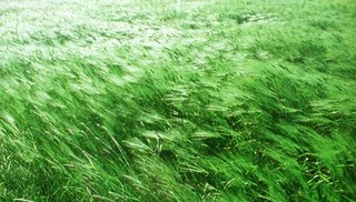 Rebeca Méndez - At Any Given Moment, Grass 1