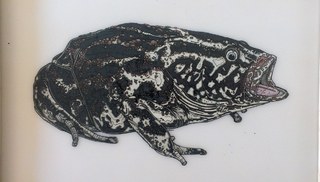Nicholas Di Genova - Marine Toad