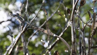 Jean Shin - Domesticated Landscape (Branches 2)