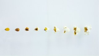 Navid Nuur - Popcorn